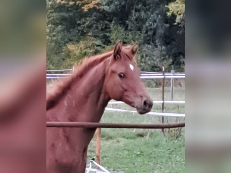 Hanoverian Stallion Foal (03/2024) 17 hh Chestnut-Red in Stare Czarnowo