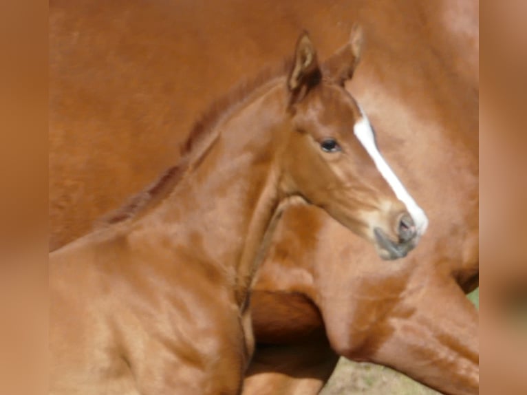 Hanoverian Stallion Foal (03/2026) 17 hh Chestnut-Red in Greifenstein