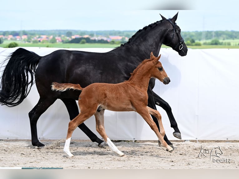Hanoverian Stallion Foal (05/2026) 17 hh  in Königslutter am Elm