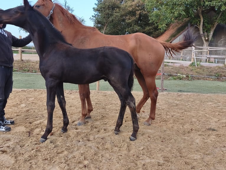 Hanoverian Stallion Foal (05/2026) 17 hh Smoky-Black in Frankenau