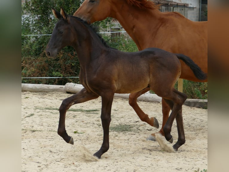 Hanoverian Stallion Foal (05/2026) 17 hh Smoky-Black in Frankenau