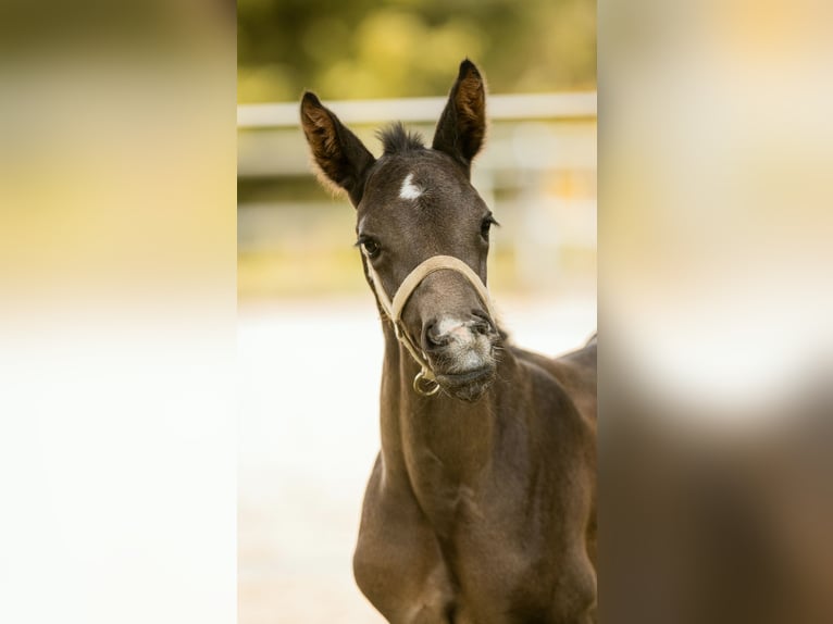 Hanoverian Stallion Foal (04/2026) 17 hh Smoky-Black in Hohenahr