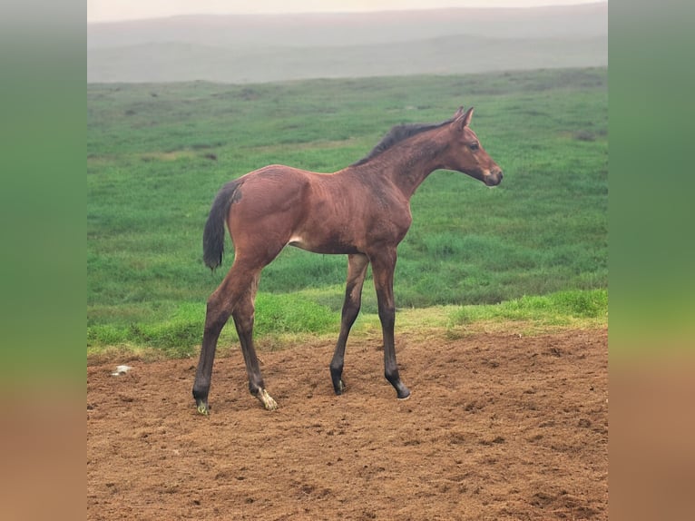 Hanoverian Stallion Foal (05/2025) 17,1 hh Bay-Dark in WalsrodE