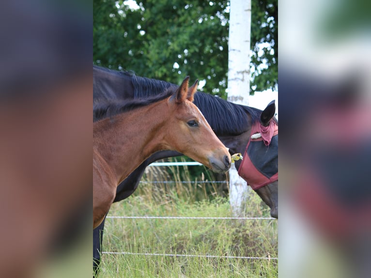 Hanoverian Stallion Foal (05/2025) 17,1 hh Bay-Dark in WalsrodE