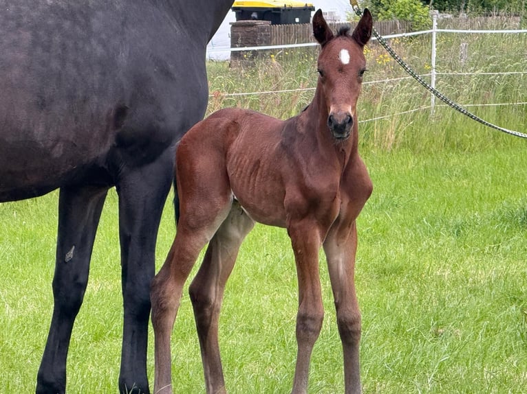 Hanoverian Stallion  17,1 hh Bay-Dark in WalsrodE