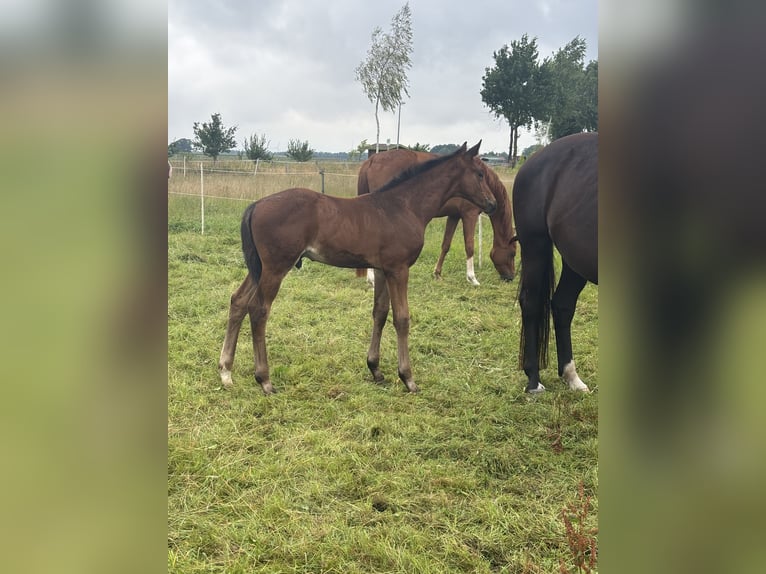 Hanoverian Stallion Foal (05/2025) 17,1 hh Bay-Dark in WalsrodE