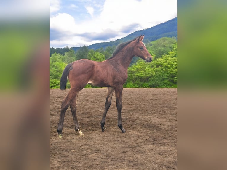 Hanoverian Stallion Foal (05/2025) 17,1 hh Bay-Dark in WalsrodE