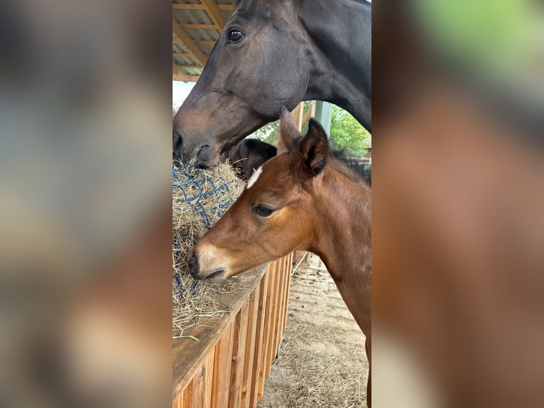 Hanoverian Stallion  17,1 hh Bay-Dark in WalsrodE