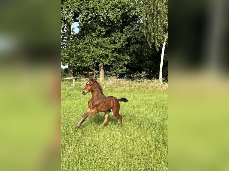 Hanoverian Stallion Foal (05/2025) 17,1 hh Bay-Dark in WalsrodE