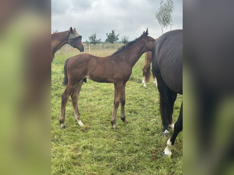 Hanoverian Stallion Foal (05/2025) 17,1 hh Bay-Dark in WalsrodE