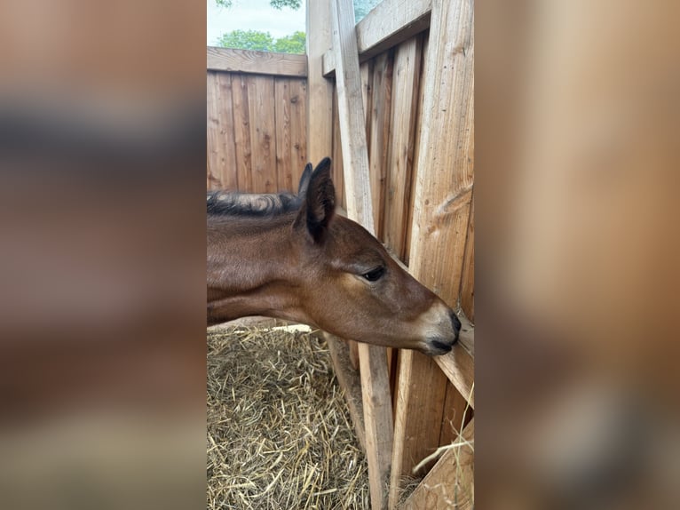 Hanoverian Stallion  17,1 hh Bay-Dark in WalsrodE