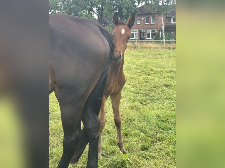 Hanoverian Stallion Foal (05/2025) 17,1 hh Bay-Dark in WalsrodE