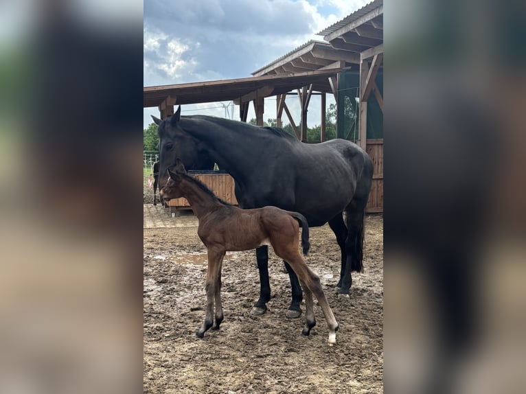 Hanoverian Stallion  17,1 hh Bay-Dark in WalsrodE
