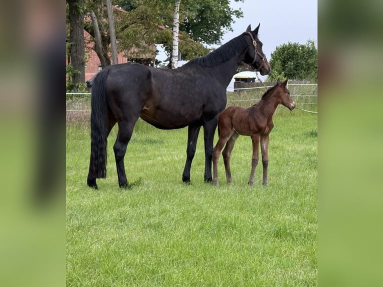 Hanoverian Stallion  17,1 hh Bay-Dark in WalsrodE