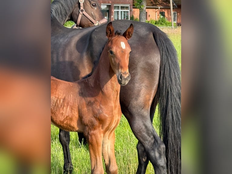 Hanoverian Stallion Foal (05/2025) 17,1 hh Bay-Dark in WalsrodE