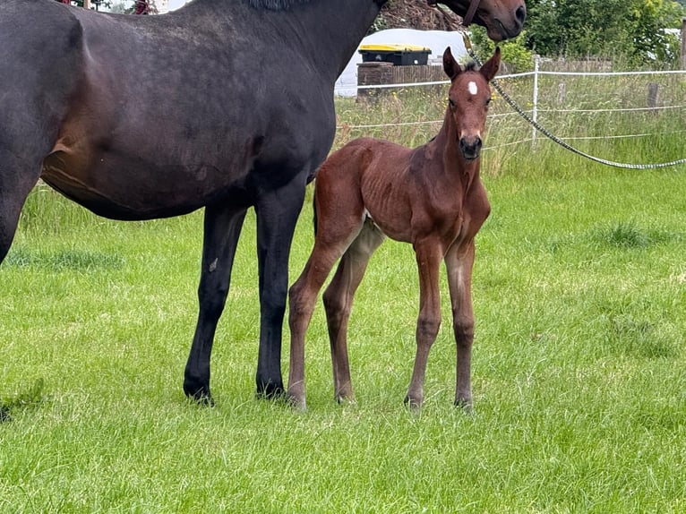 Hanoverian Stallion  17,1 hh Bay-Dark in WalsrodE