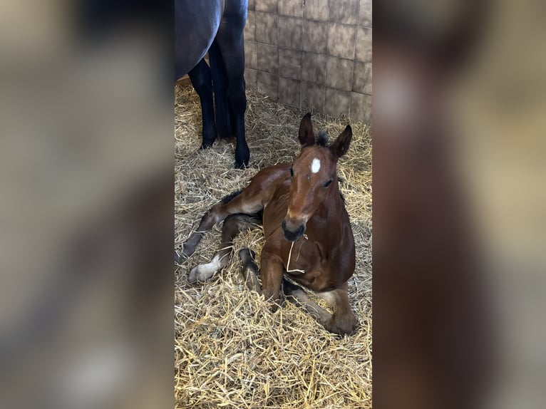 Hanoverian Stallion Foal (05/2025) 17,1 hh Bay-Dark in WalsrodE