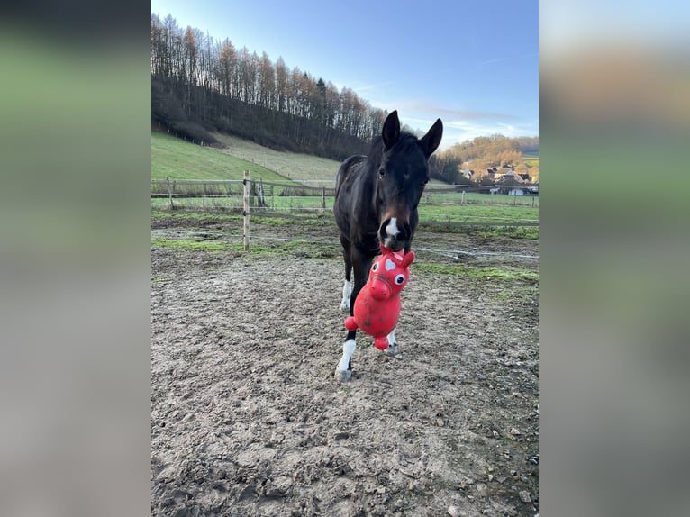 Hanoverian Stallion Foal (05/2025) 17,2 hh Brown in Bevern