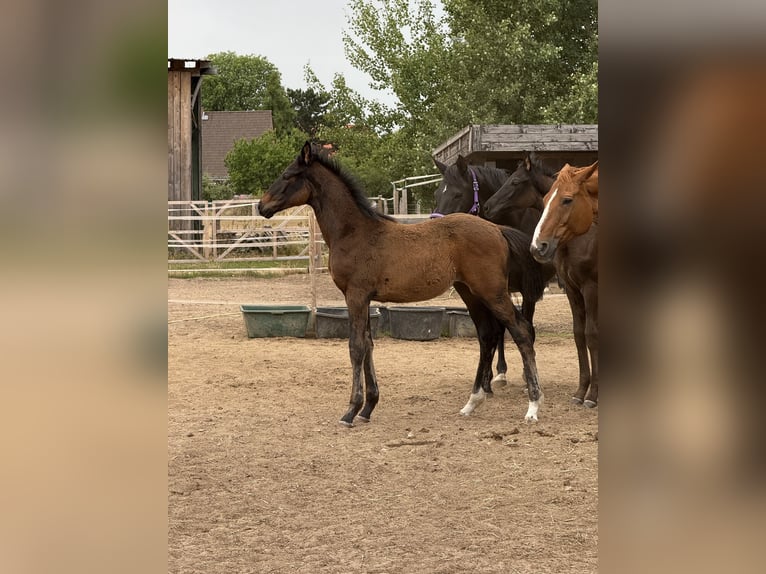 Hanoverian Stallion  17,2 hh Smoky-Black in Dahlenburg