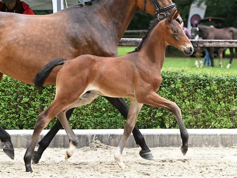 Hanoverian Stallion Foal (06/2024) Bay-Dark in Bad Bevensen