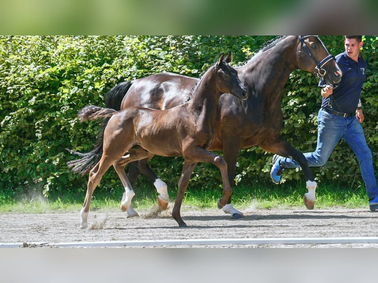 Hanoverian Stallion Foal (01/2024) Bay-Dark in Mönchengladbach