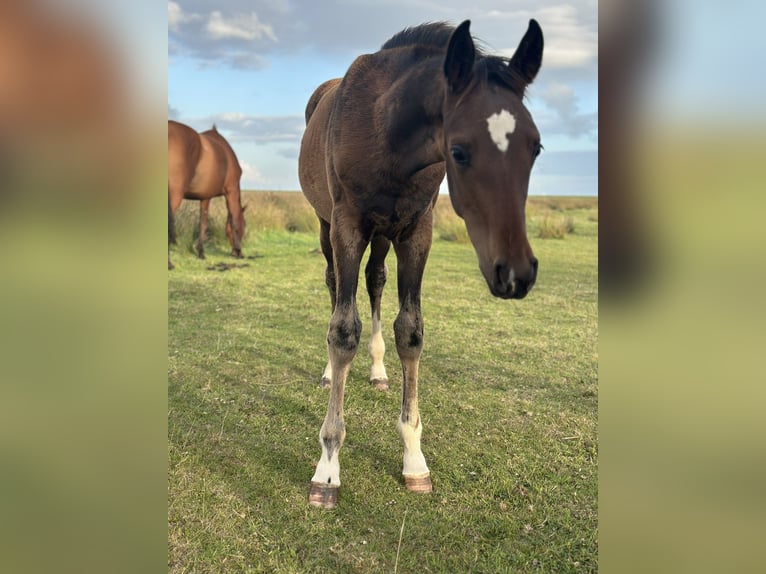 Hanoverian Stallion Foal (05/2025) Bay-Dark in Norderney