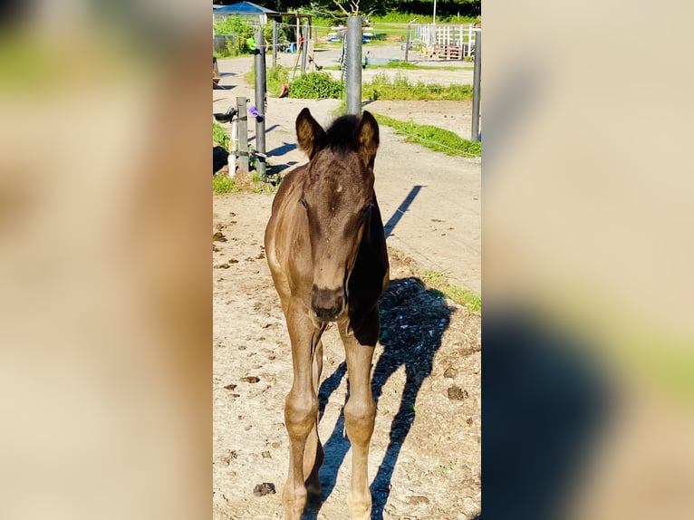 Hanoverian Stallion Foal (05/2026) Bay-Dark in Stallhofen