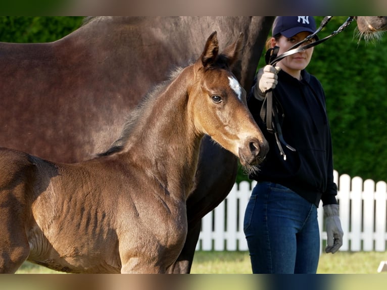 Hanoverian Stallion  Bay-Dark in Celle