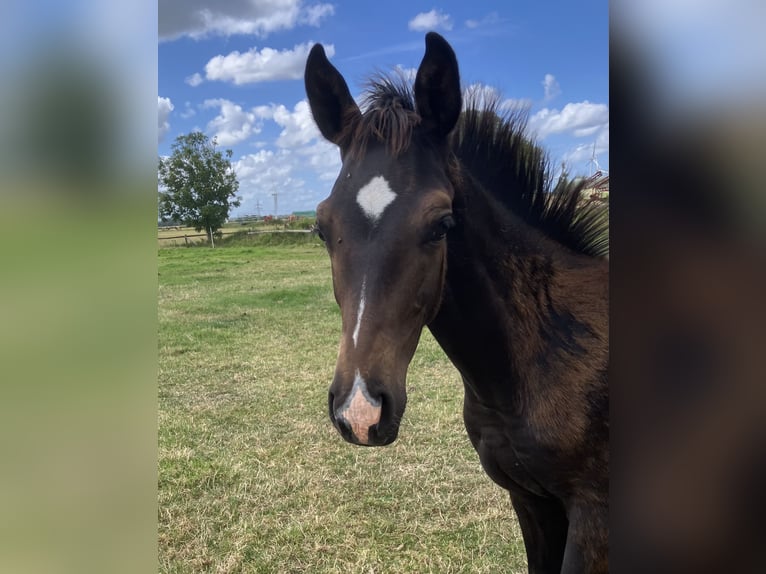 Hanoverian Stallion Foal (03/2026) Bay-Dark in CuxhavenCuxhaven