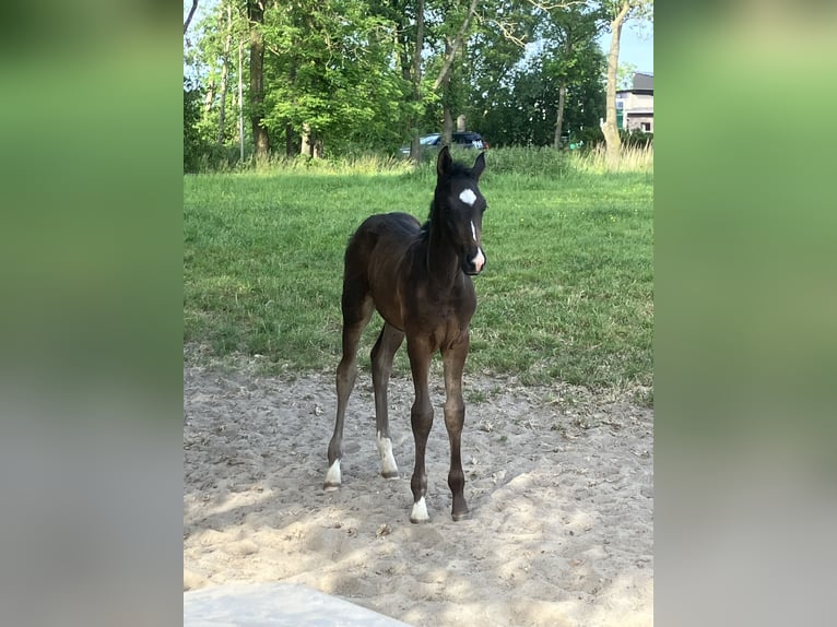 Hanoverian Stallion Foal (03/2026) Bay-Dark in CuxhavenCuxhaven