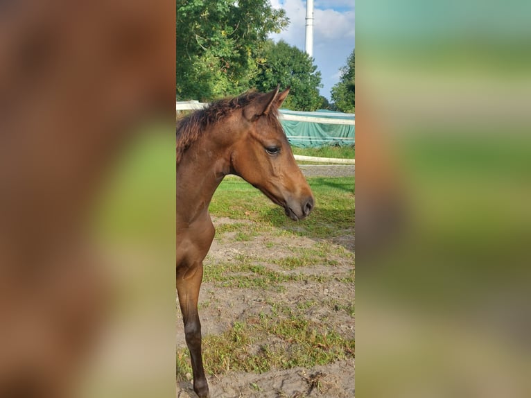 Hanoverian Stallion Foal (02/2025) Bay-Dark in Dornum Nesse