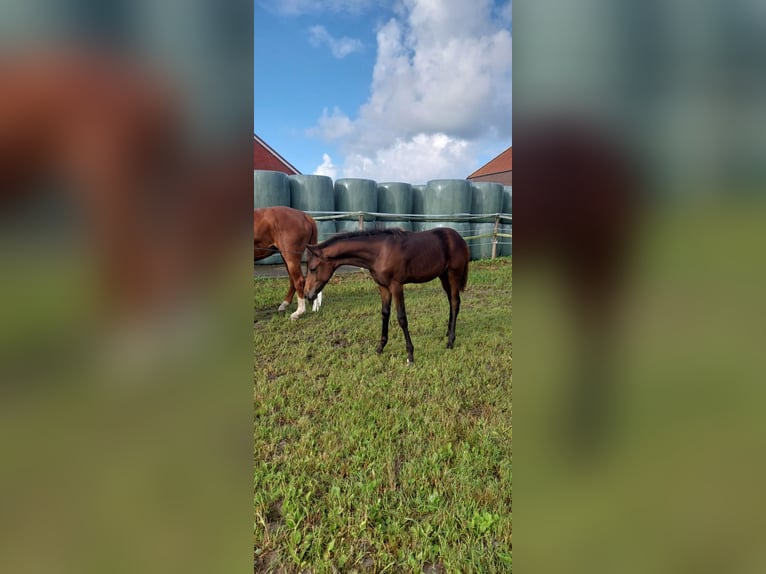 Hanoverian Stallion Foal (02/2025) Bay-Dark in Dornum Nesse