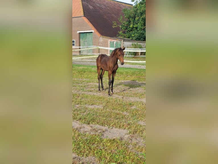 Hanoverian Stallion Foal (02/2025) Bay-Dark in Dornum Nesse
