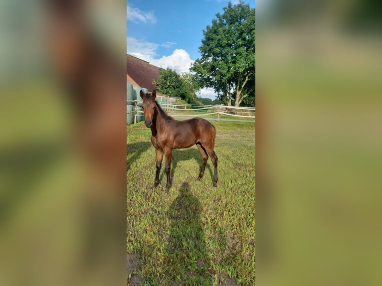 Hanoverian Stallion Foal (02/2025) Bay-Dark in Dornum Nesse