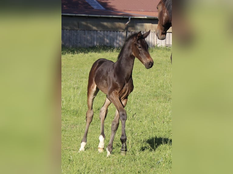 Hanoverian Stallion  Bay-Dark in Gro&#xDF;enw&#xF6;rden