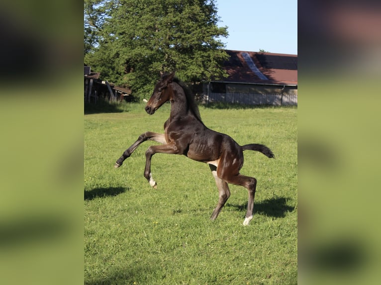 Hanoverian Stallion  Bay-Dark in Gro&#xDF;enw&#xF6;rden