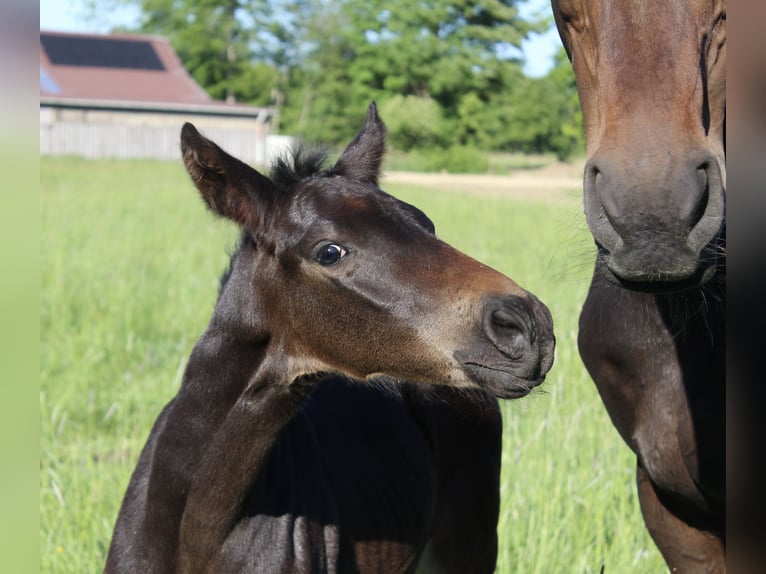 Hanoverian Stallion  Bay-Dark in Gro&#xDF;enw&#xF6;rden