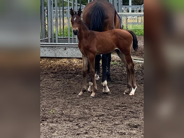 Hanoverian Stallion  Bay-Dark in Grethem