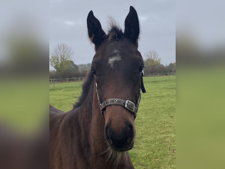 Hanoverian Stallion  Bay-Dark in Grethem