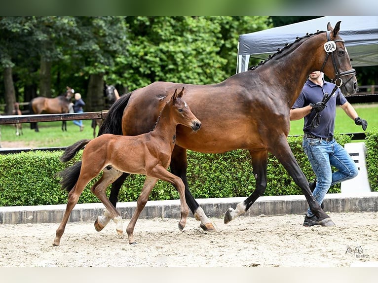 Hanoverian Stallion  Bay-Dark in Grethem