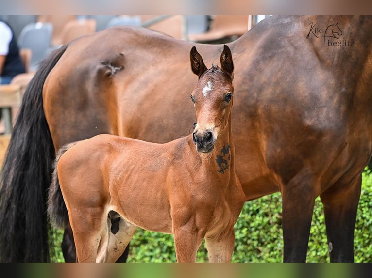 Hanoverian Stallion  Bay-Dark in Grethem