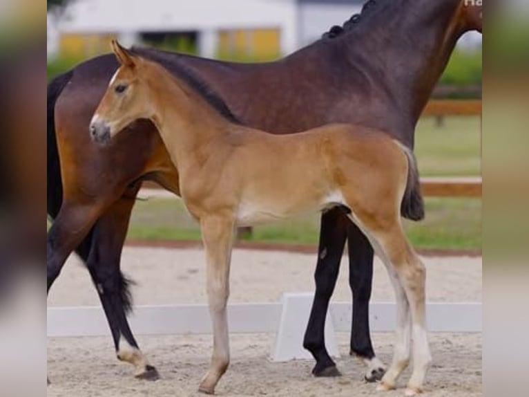 Hanoverian Stallion Foal (05/2025) Bay-Dark in Hameln