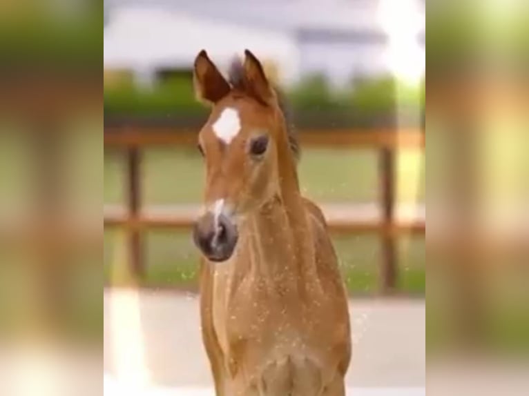 Hanoverian Stallion Foal (05/2025) Bay-Dark in Hameln