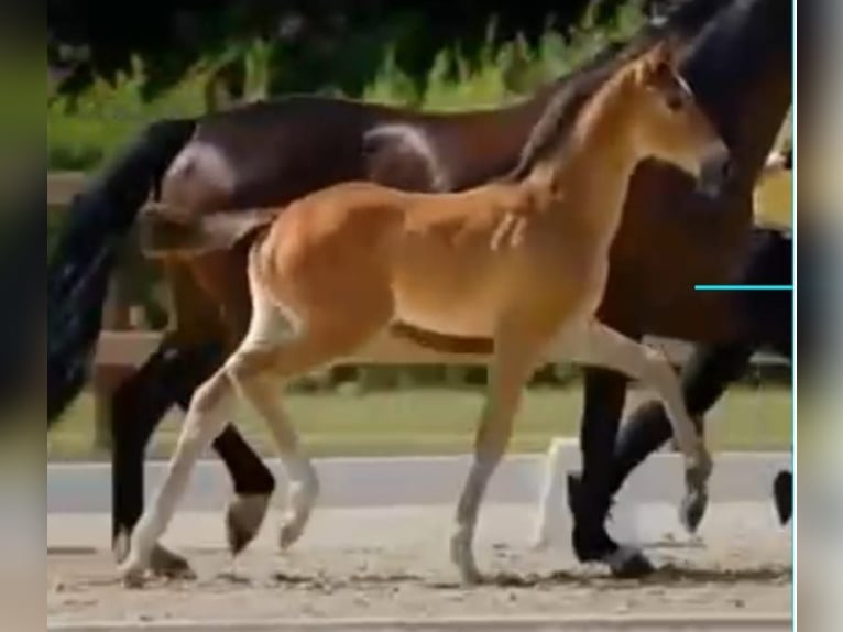 Hanoverian Stallion Foal (05/2025) Bay-Dark in Hameln