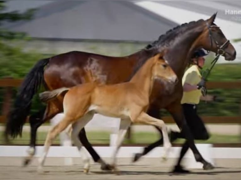 Hanoverian Stallion Foal (05/2025) Bay-Dark in Hameln