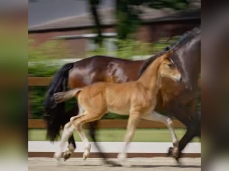 Hanoverian Stallion Foal (05/2025) Bay-Dark in Hameln