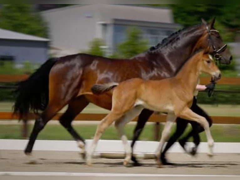 Hanoverian Stallion Foal (05/2025) Bay-Dark in Hameln