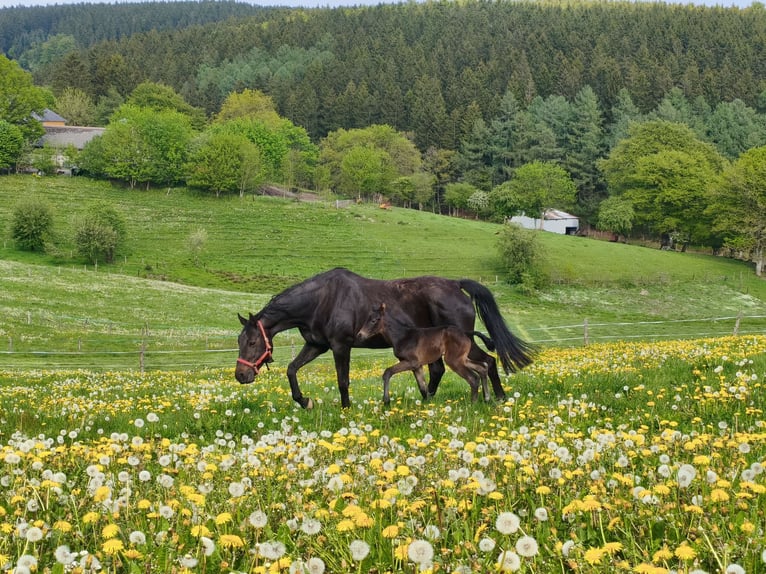 Hanoverian Stallion Foal (05/2026) Bay-Dark in Hepscheid