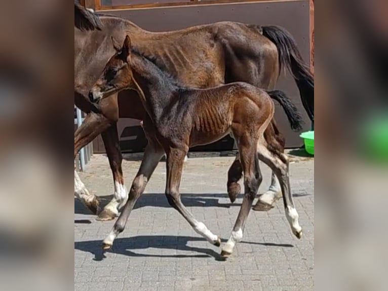 Hanoverian Stallion  Bay-Dark in Langen