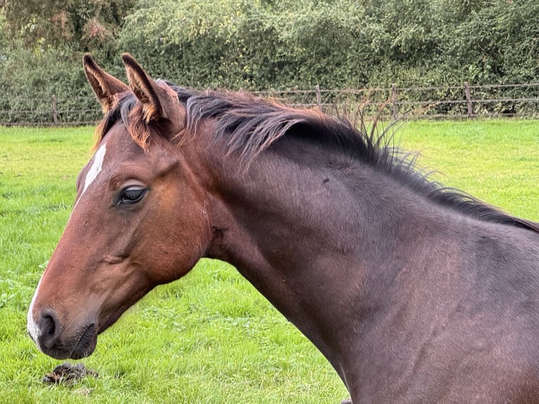 Hanoverian Stallion Foal (04/2025) Bay-Dark in Lauenburg